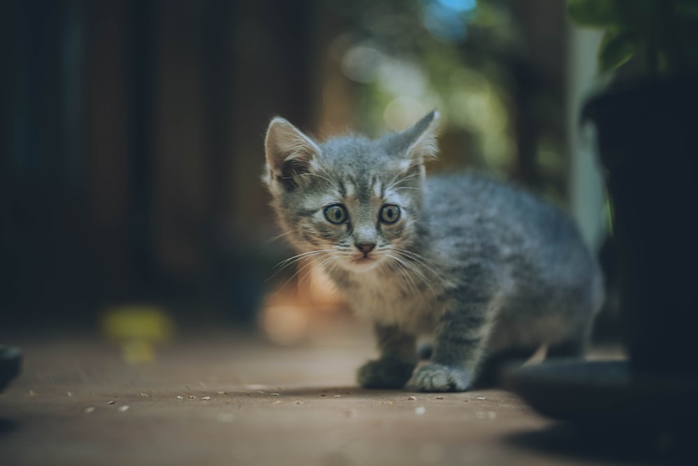 grey cat on brown surface