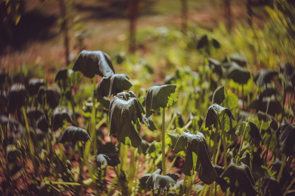 purple flower field during daytime