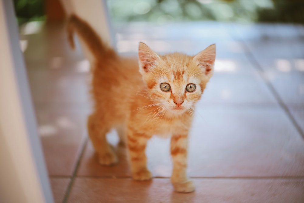 orange tabby kitten on white ceramic floor tiles
