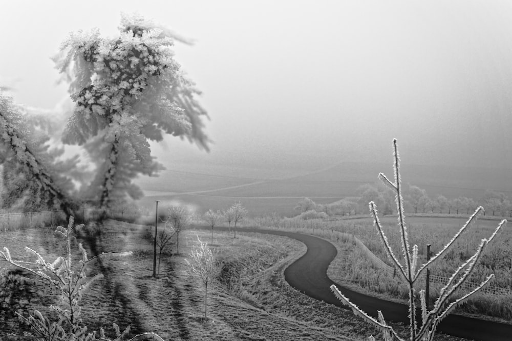 grayscale photo of road between trees