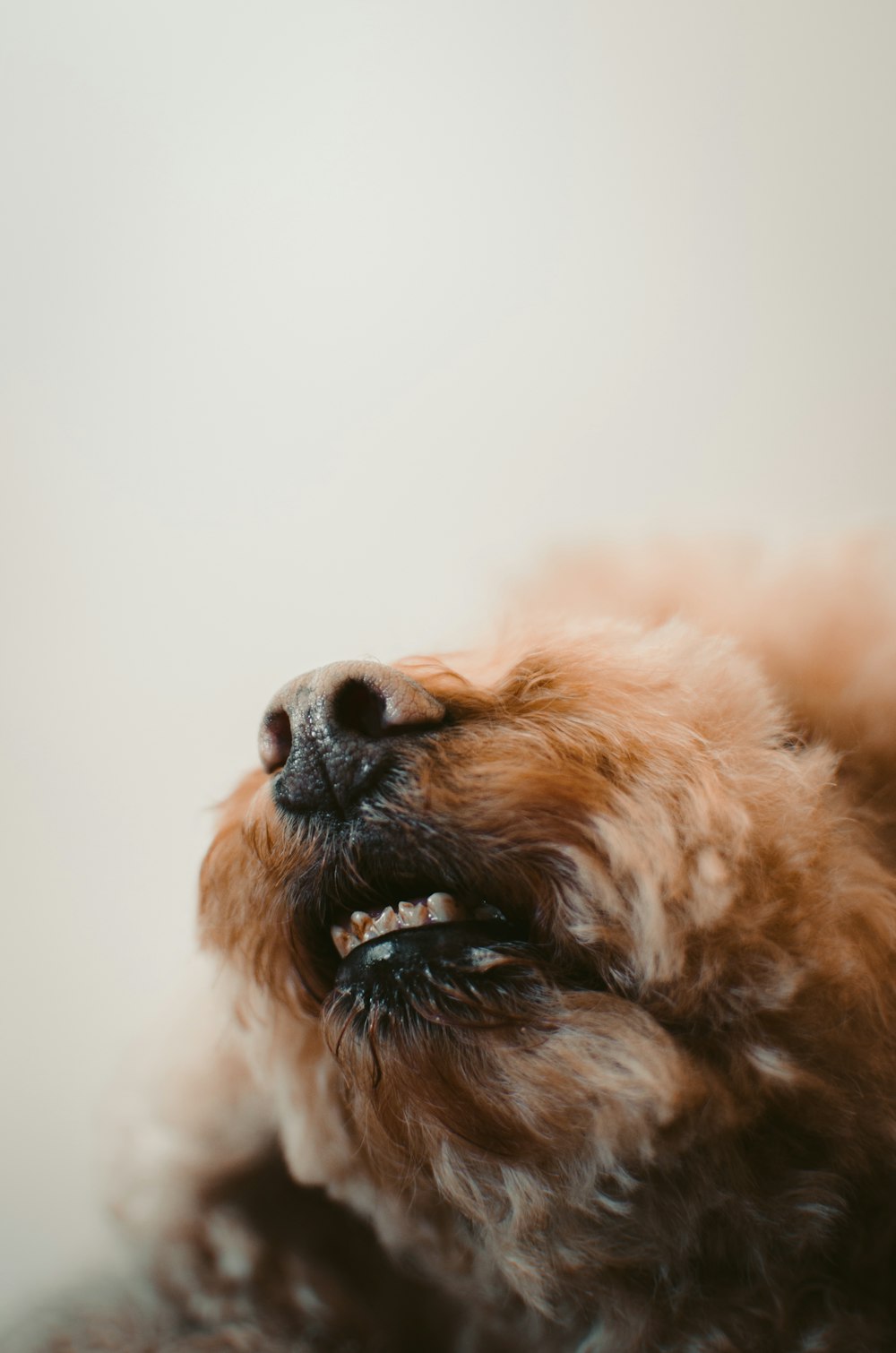 brown and black long coated small dog