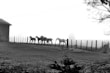 A group of horses running together in an open pasture.