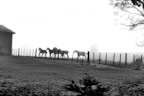 A group of horses running together in an open pasture.