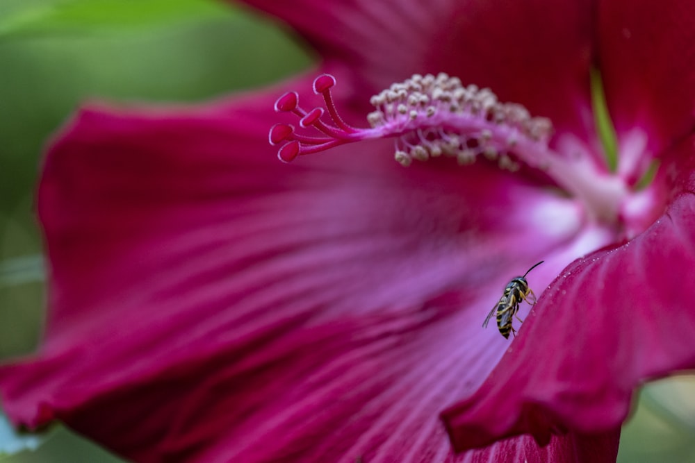 black and yellow bug on purple flower