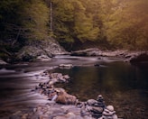 brown and green trees beside river during daytime