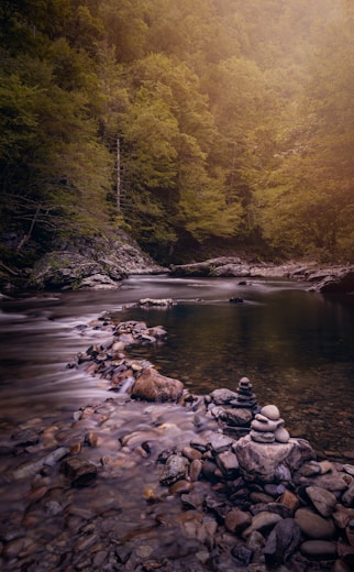 brown and green trees beside river during daytime