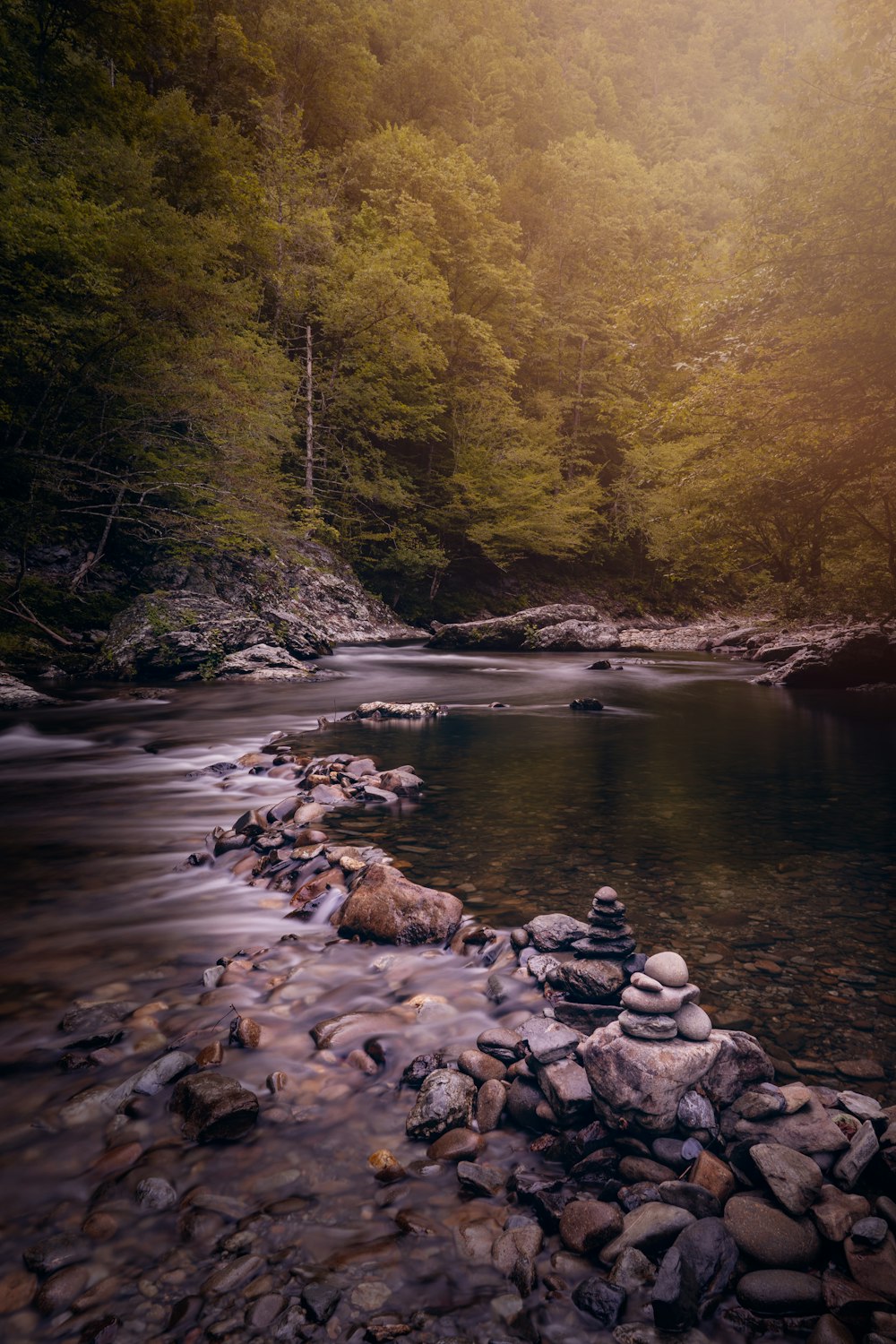 brown and green trees beside river during daytime