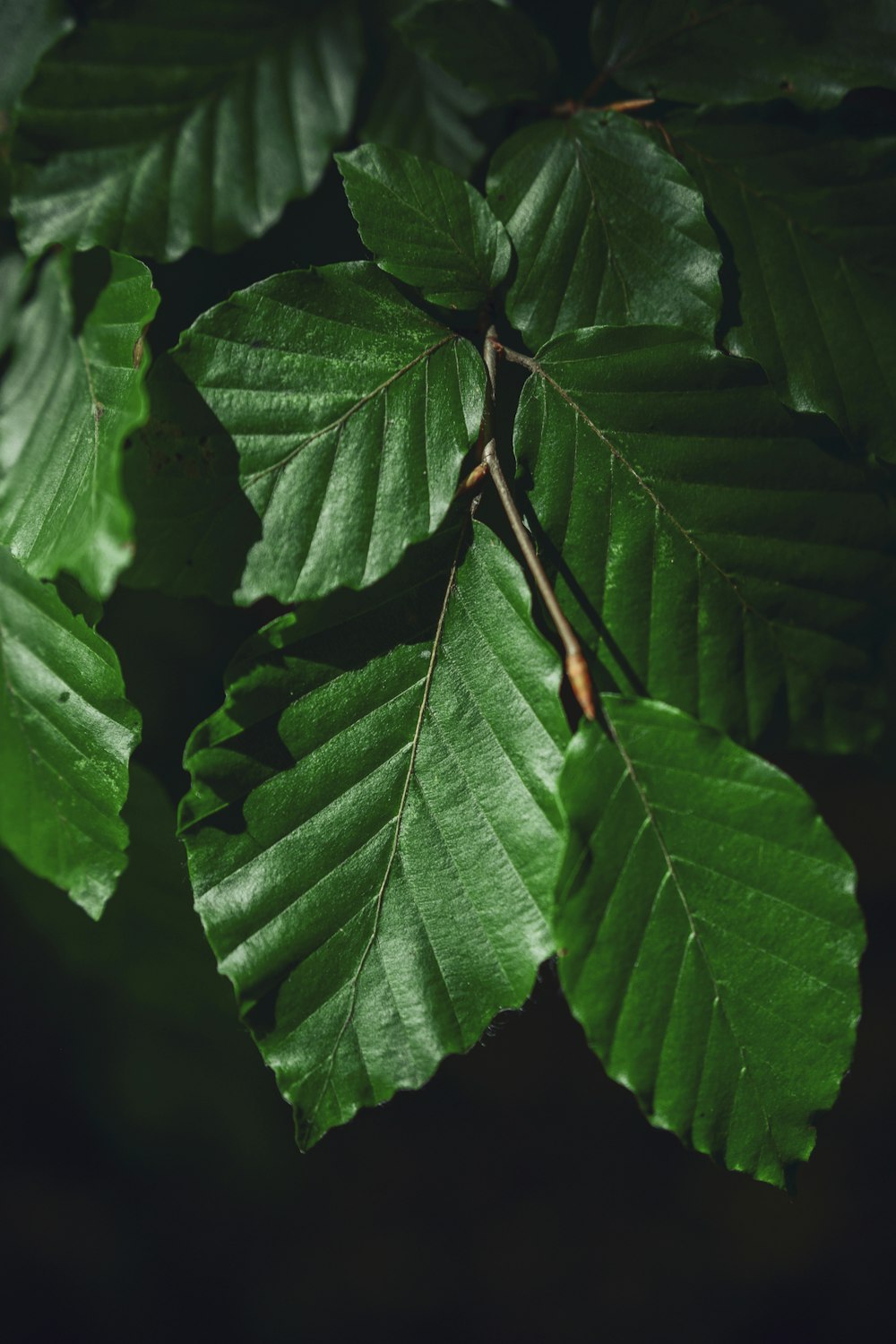 green leaves in close up photography