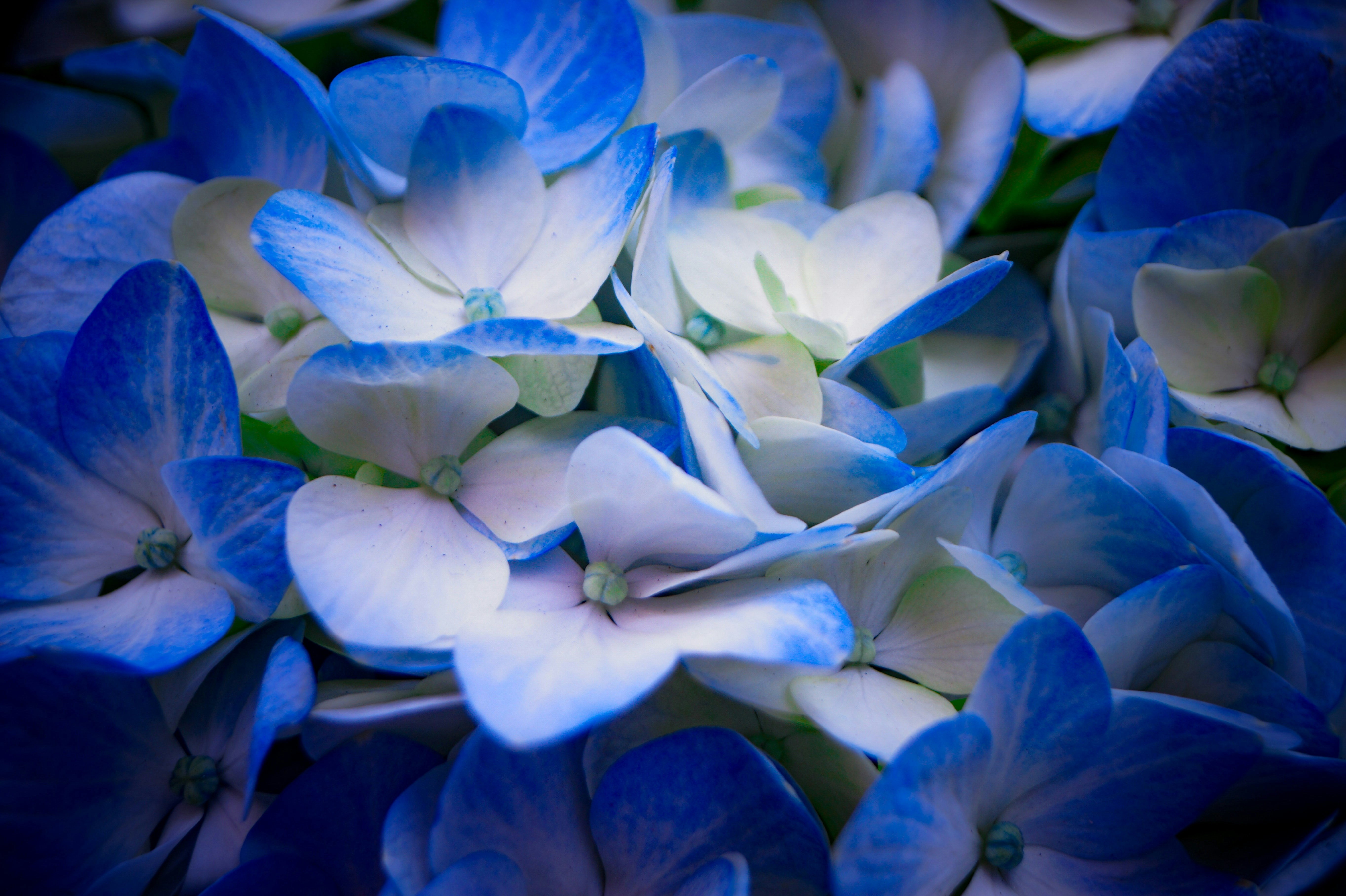 Photo by adjaseck232