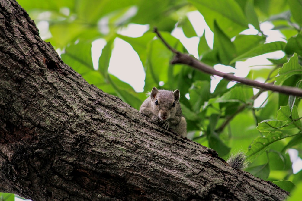 brown squirrel on brown tree branch during daytime