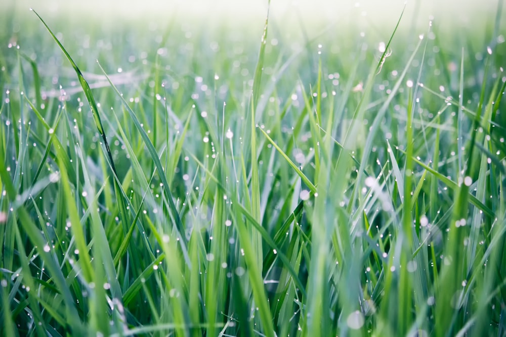 green grass field during daytime