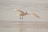 A white bird with a bright orange beak is captured in mid-flight close to the ground over a sandy beach. Its wings are outstretched, and its legs are slightly bent as if it is preparing to land. The background is a soft blur of the sandy shore.