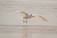 A white bird with a bright orange beak is captured in mid-flight close to the ground over a sandy beach. Its wings are outstretched, and its legs are slightly bent as if it is preparing to land. The background is a soft blur of the sandy shore.