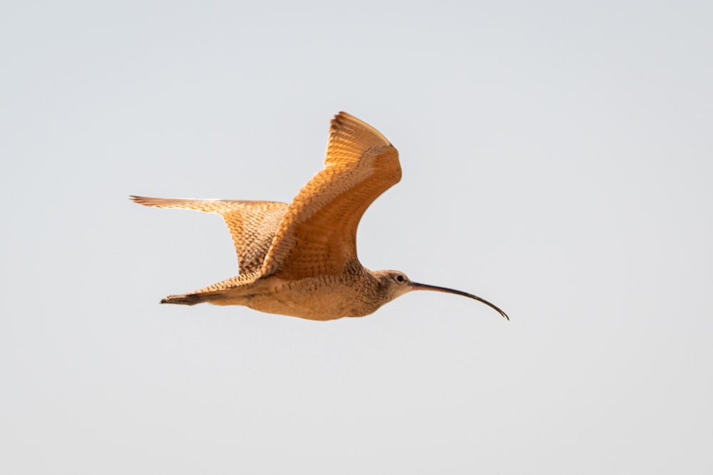 brown bird flying during daytime