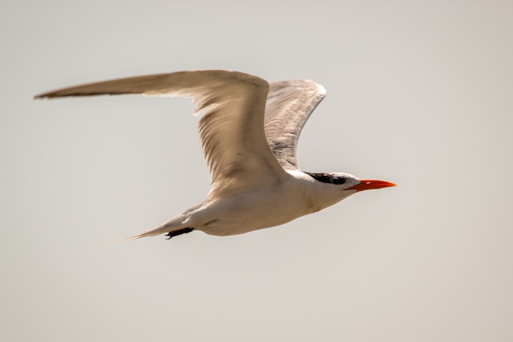 white and black bird flying