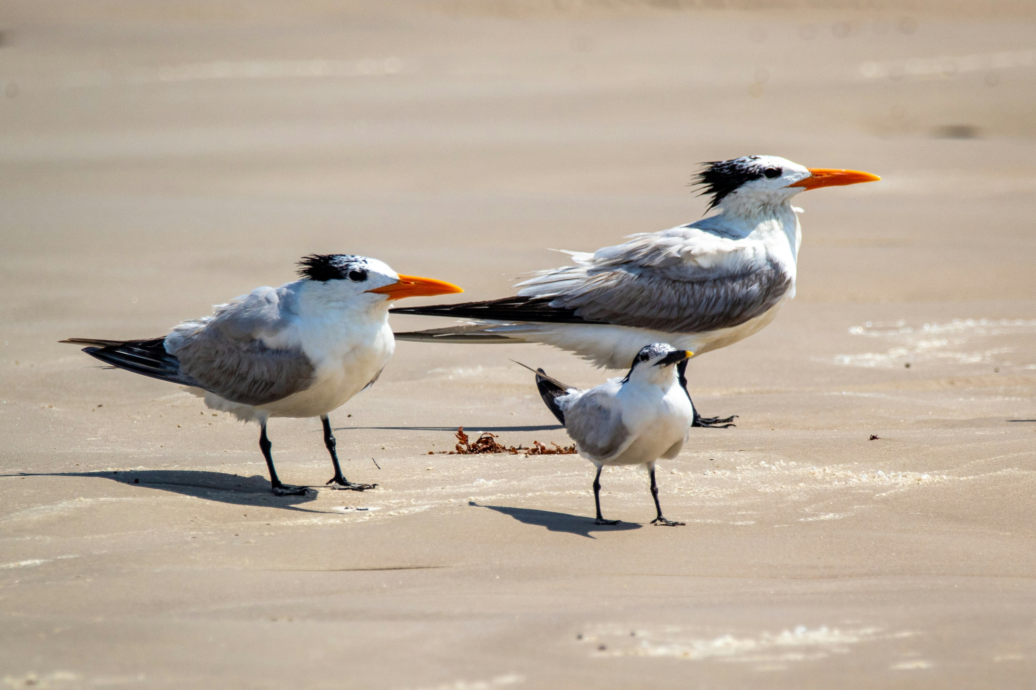 Two immature royal terns with a least tern on Padre Island.