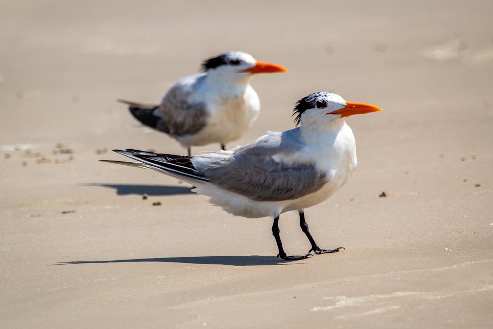 two white and black birds on white sand during daytime