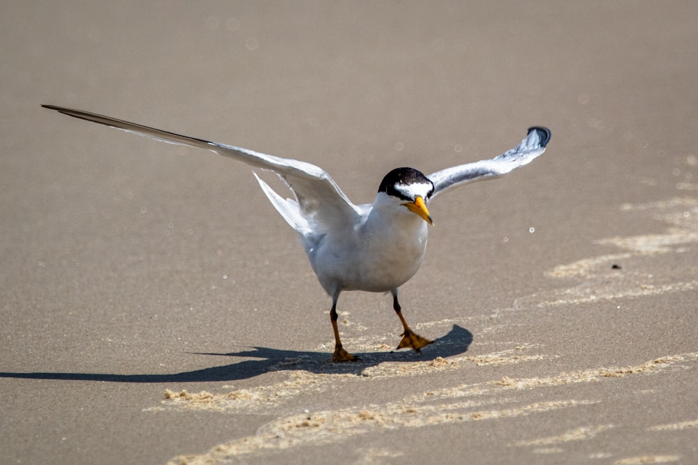 white and black bird on brown sand during daytime