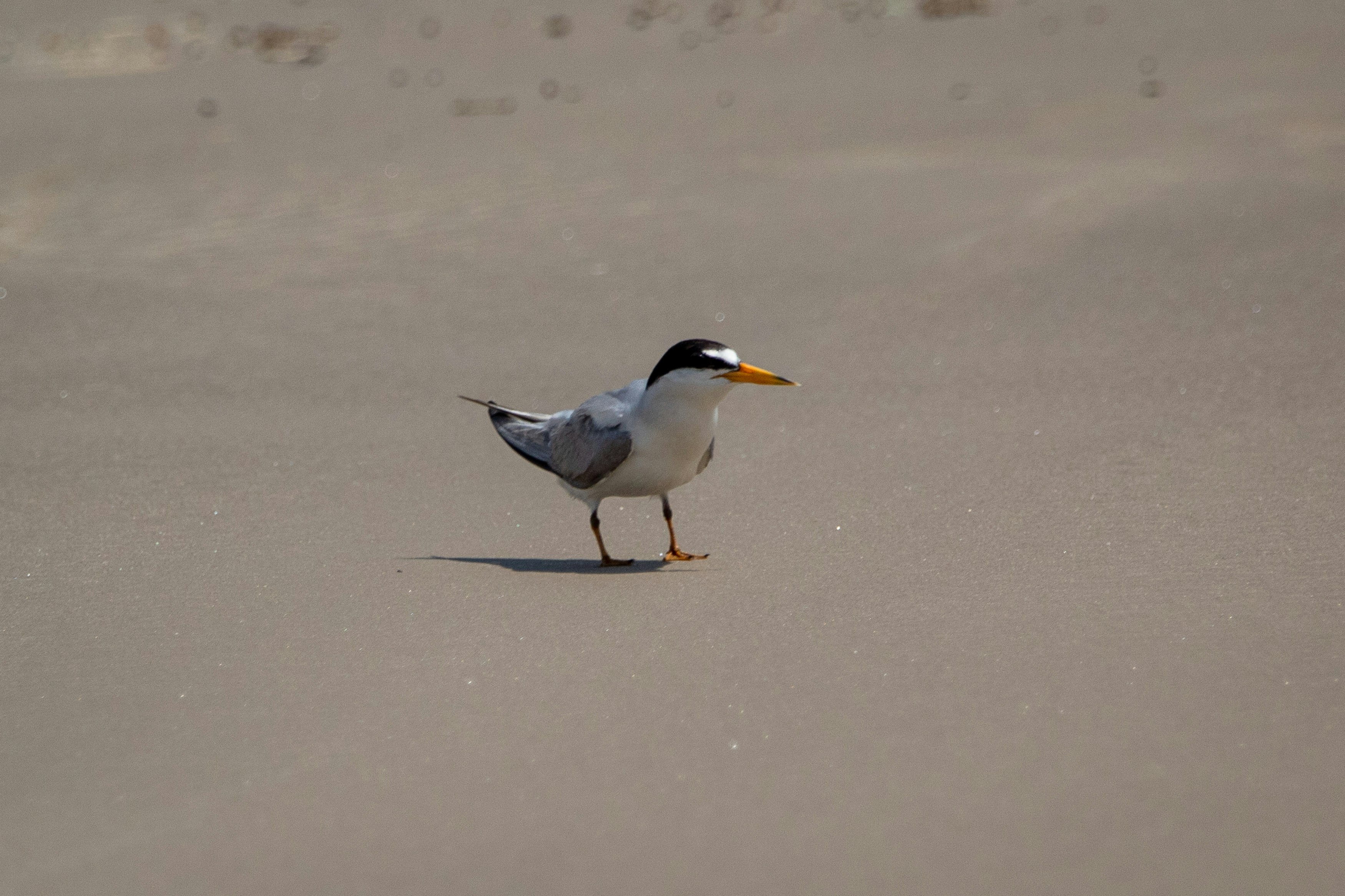 A least tern stands in the sand on Padre Island.