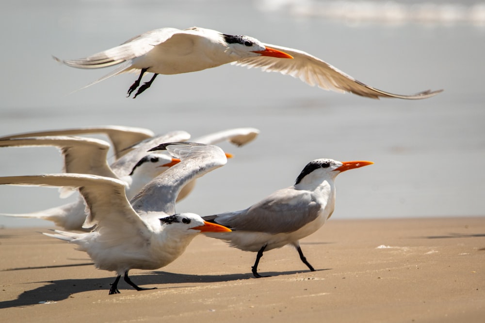 flock of white and black birds on brown sand during daytime