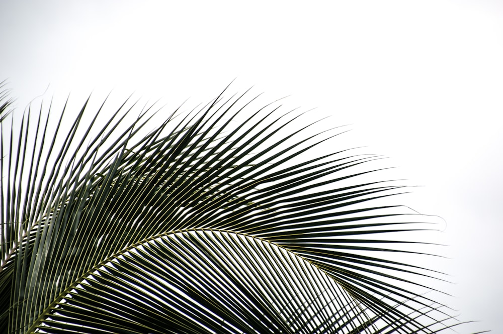 green leaf in close up photography