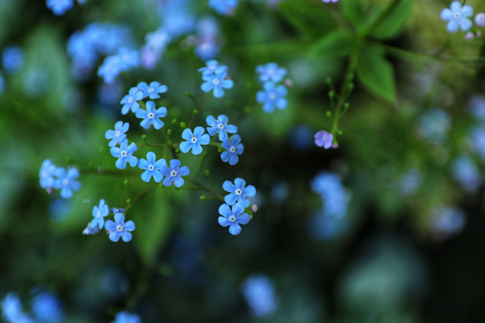 white and blue flower buds in tilt shift lens