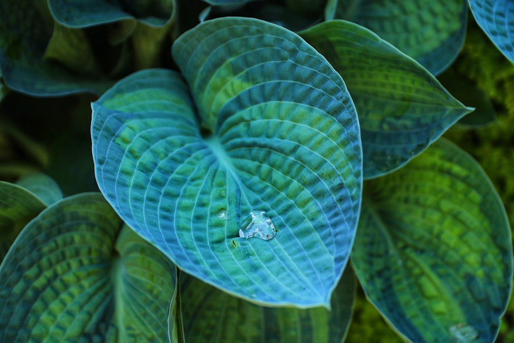 green leaf plant during daytime