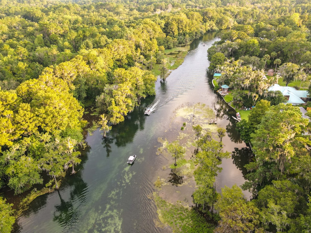 aerial view of green trees and river during daytime