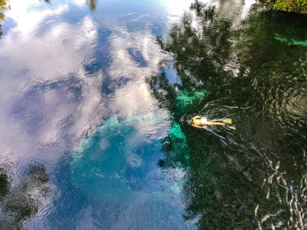 green trees beside body of water