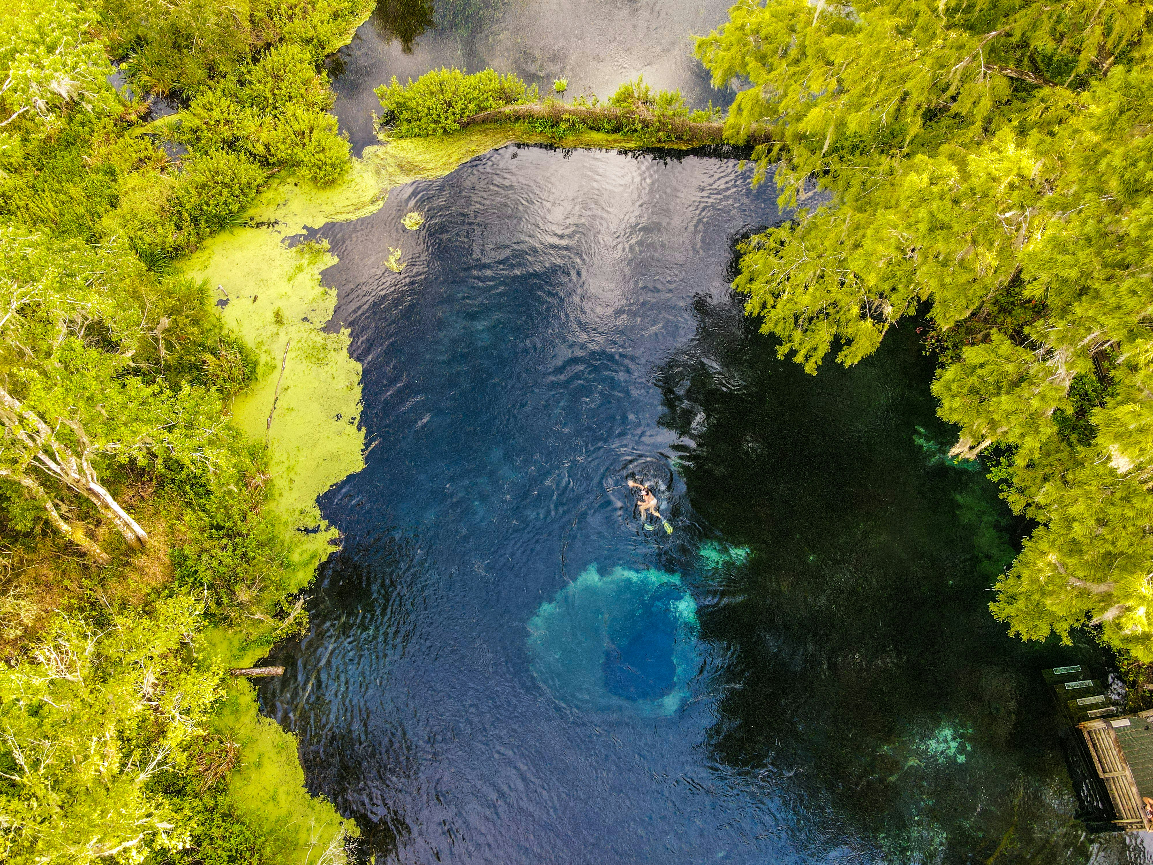 green trees beside blue body of water during daytime