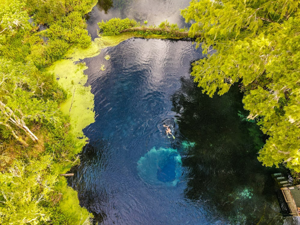 green trees beside blue body of water during daytime