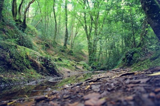 les sous bois de Brocéliande