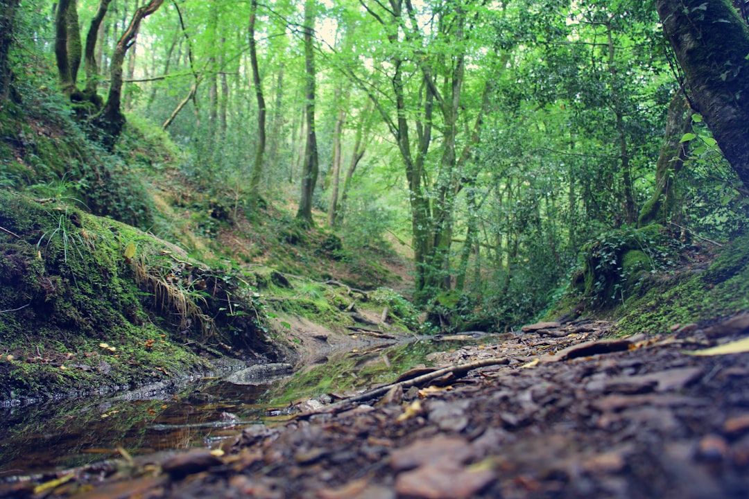 Forest photo spot Brocéliande Vannes