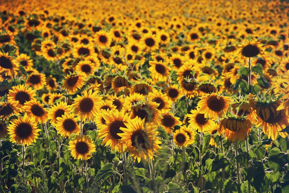 yellow sunflower field during daytime