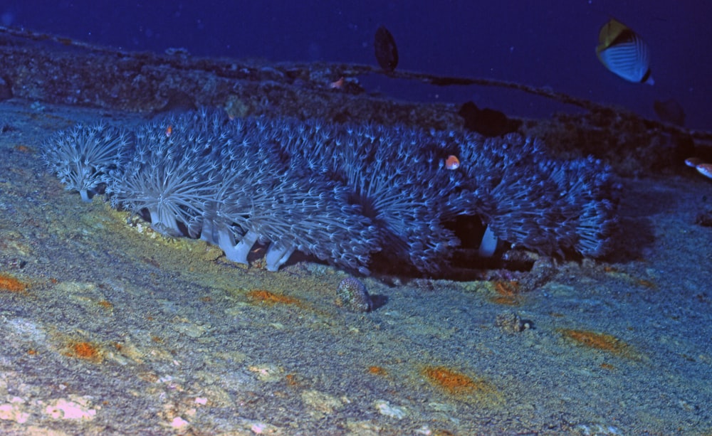 white and black fish in water