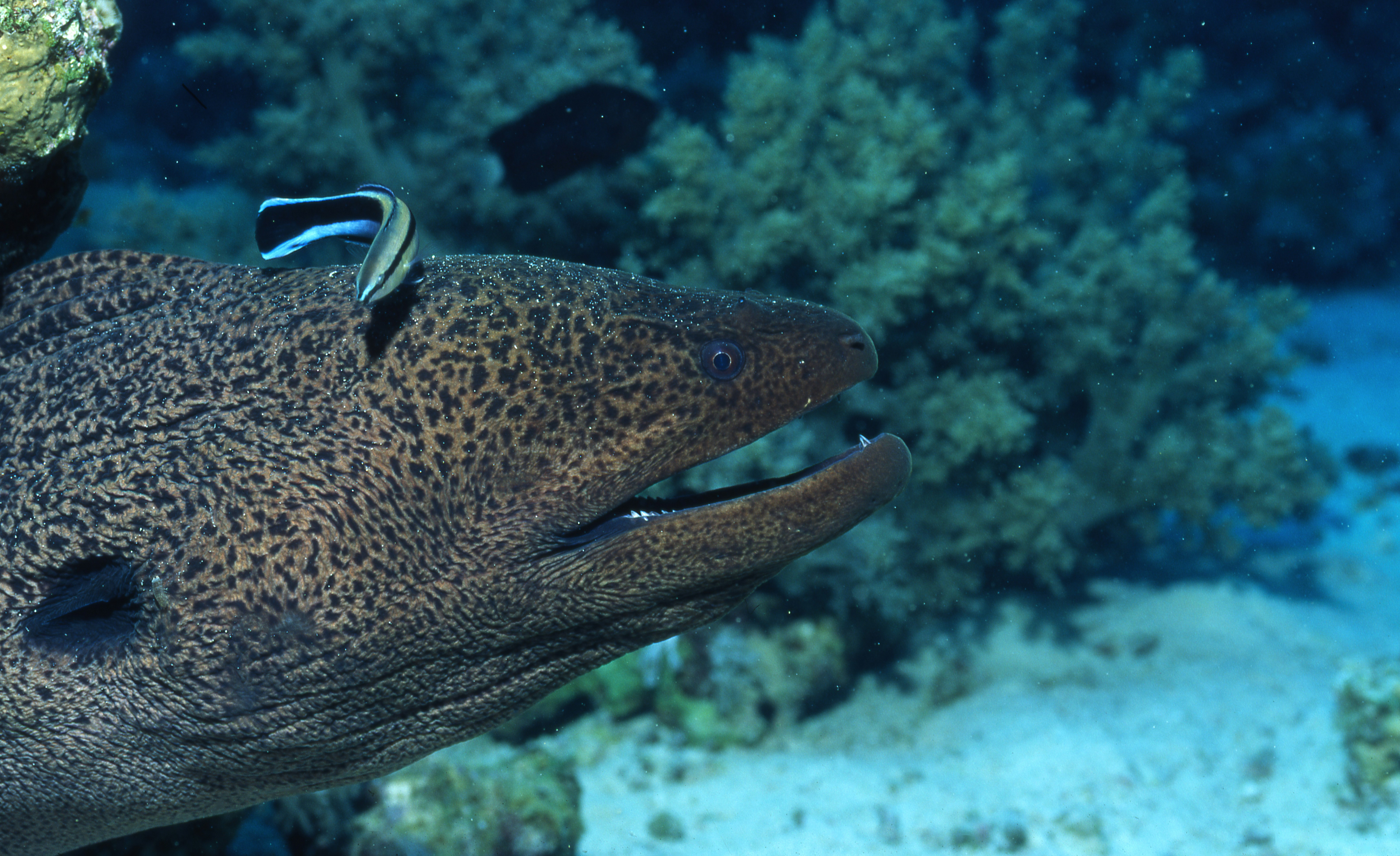 purple and white fish in water