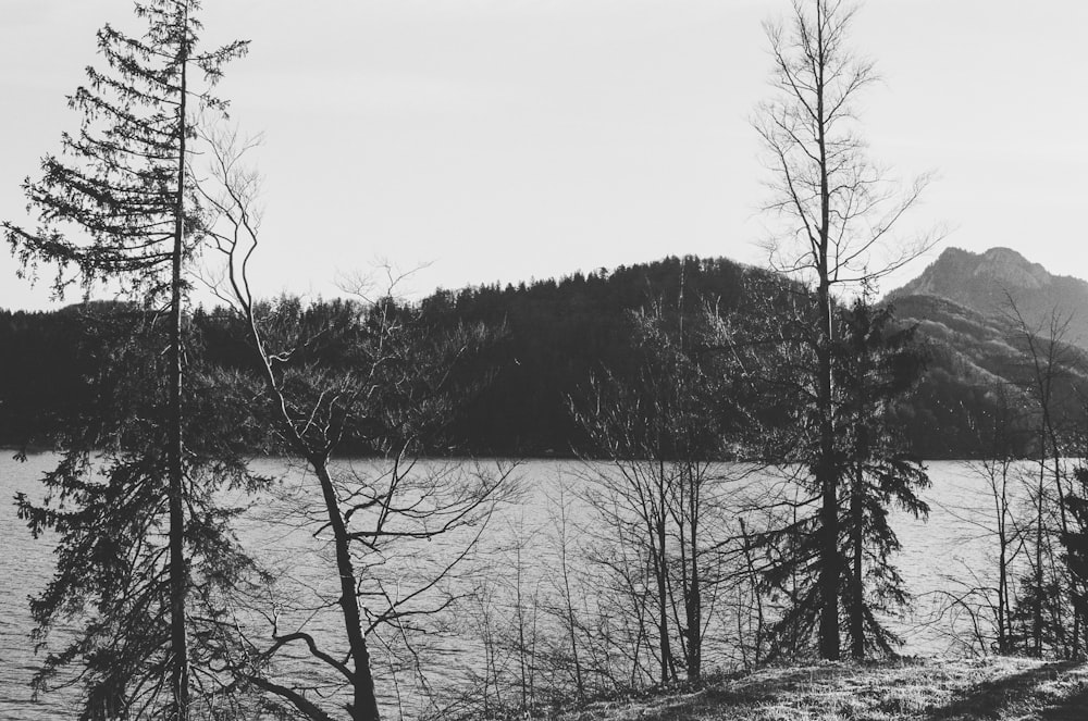 grayscale photo of trees near body of water