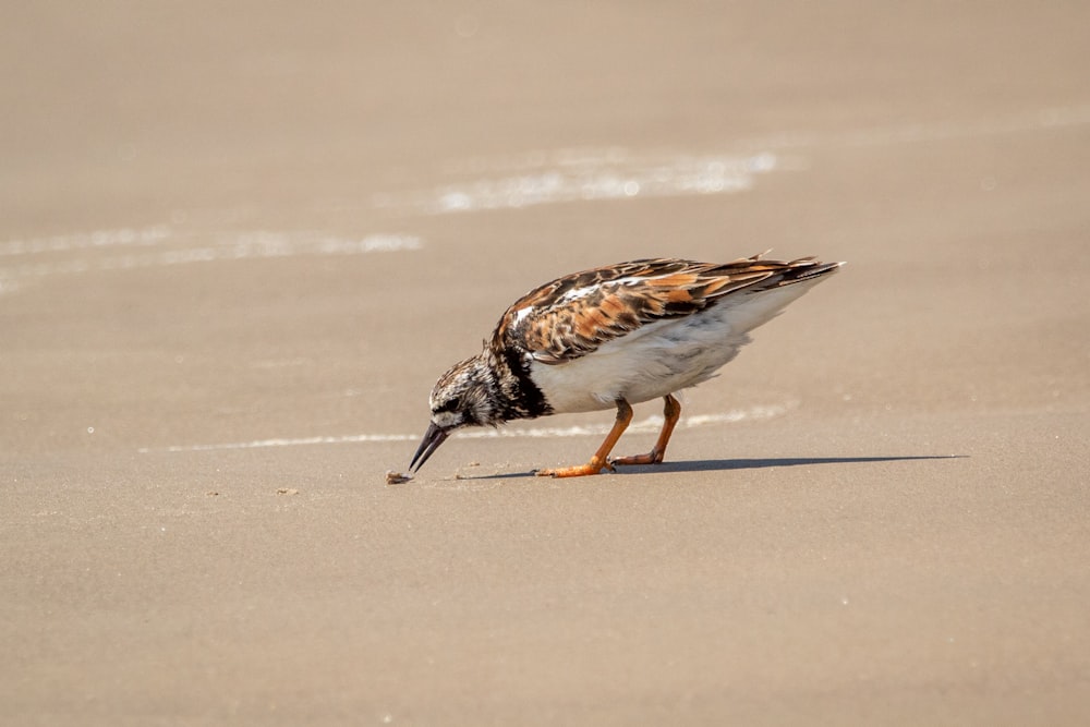 white and brown bird on white sand during daytime