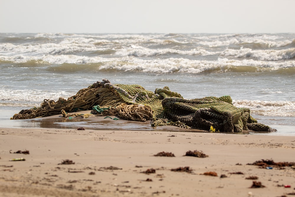 muschio verde sulla spiaggia di sabbia marrone durante il giorno