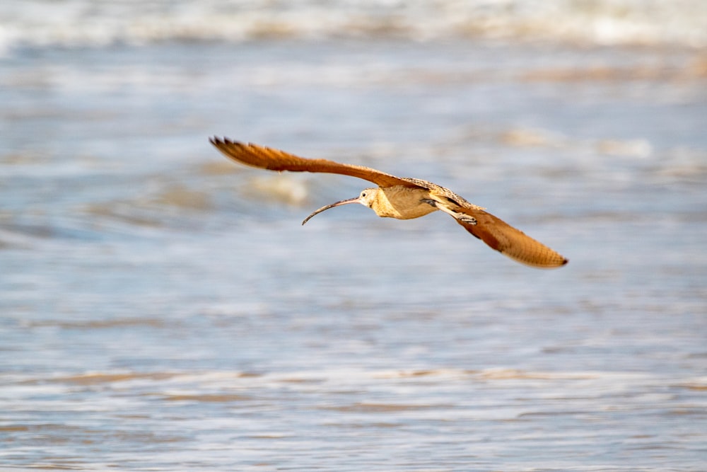 pájaro marrón volando sobre el agua durante el día