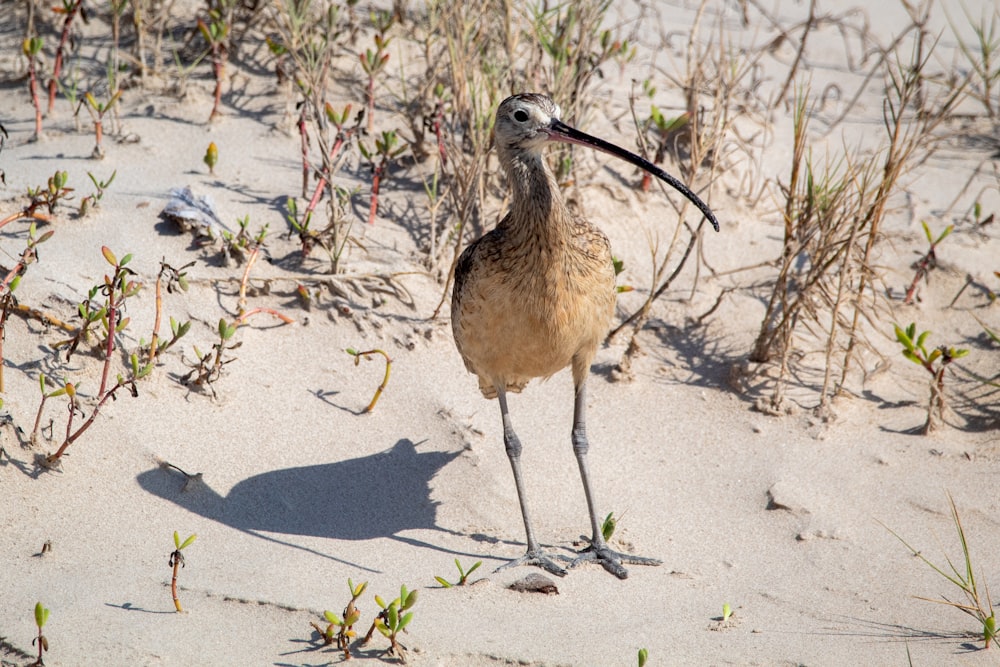 brown bird on gray sand during daytime