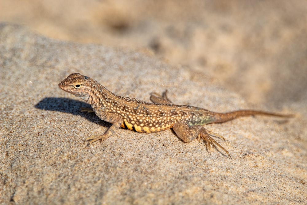 brown and black lizard on brown rock