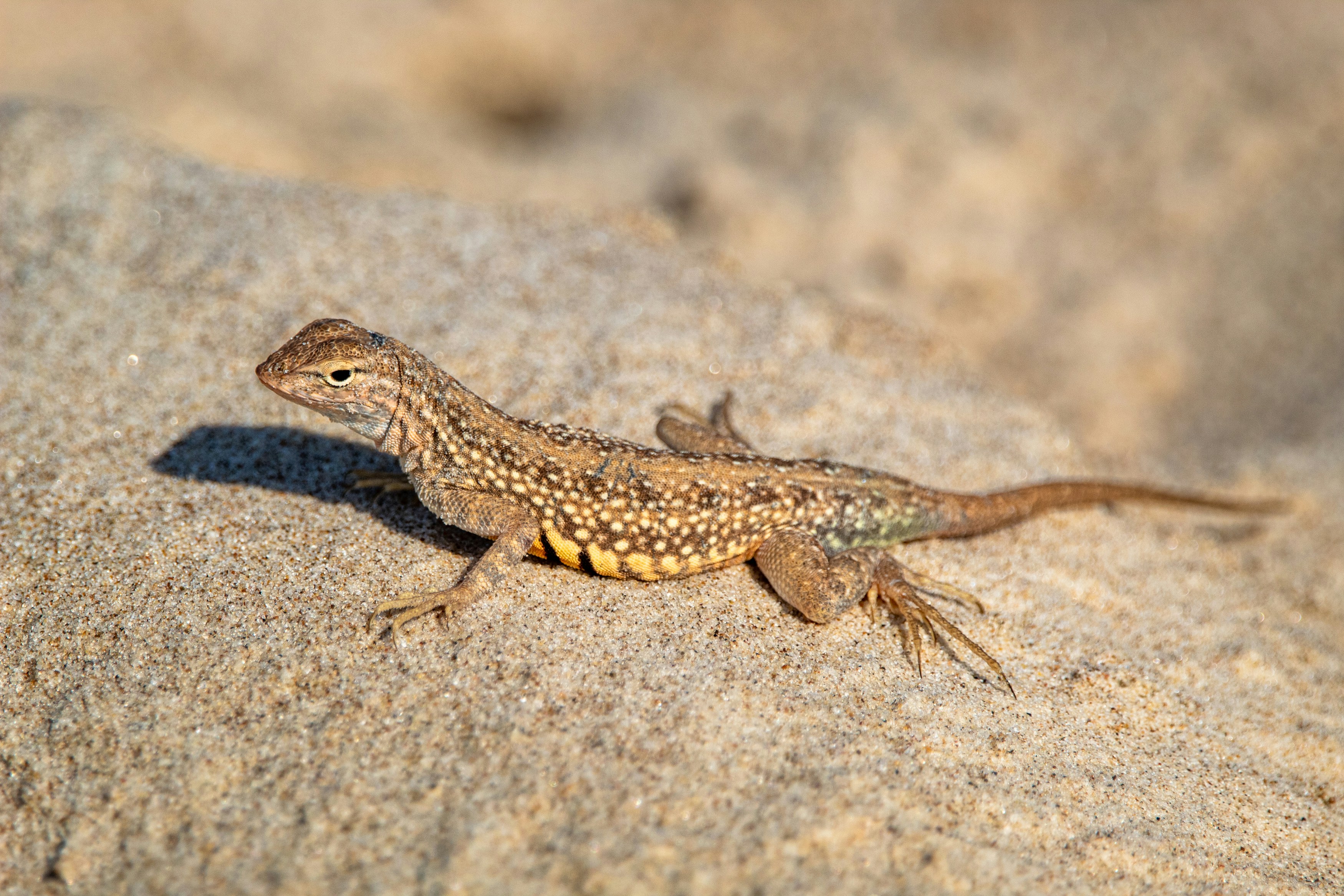 My Lizard Is Territorial—What Are My Options?