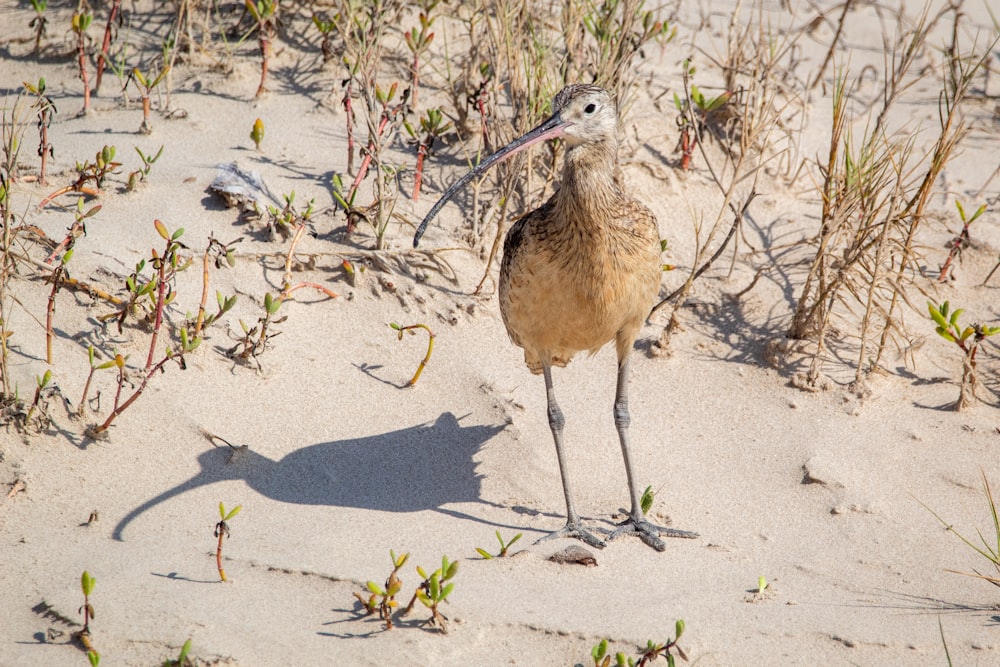 brown bird on gray sand during daytime