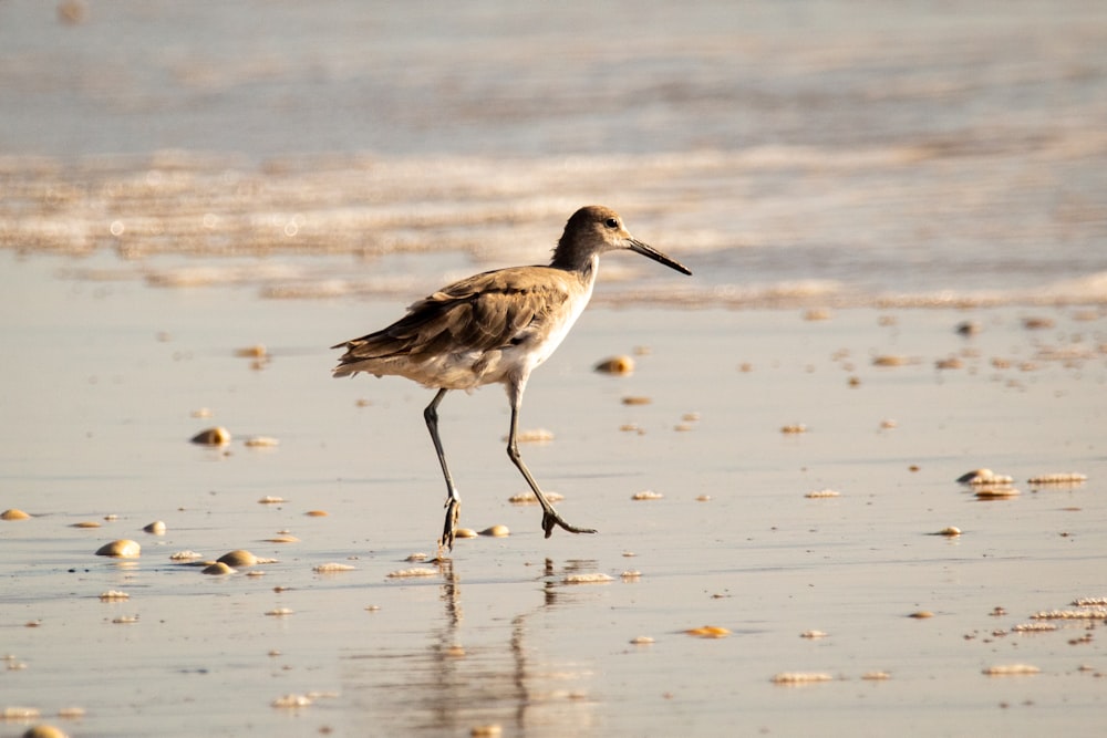 brown and white bird on water during daytime