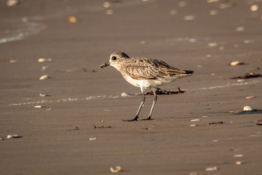 white and brown bird on brown sand during daytime