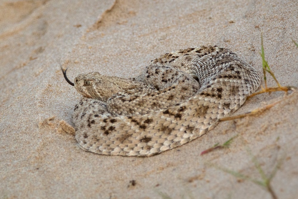 white and brown snake on brown sand