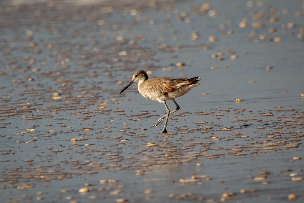 brown bird on water during daytime