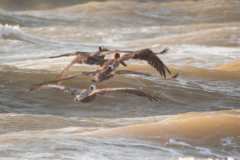 Braune und weiße Vögel, die tagsüber über das Meer fliegen