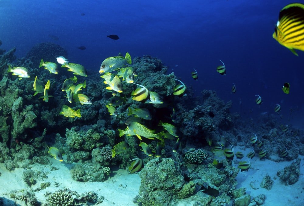 yellow and blue fishes under water